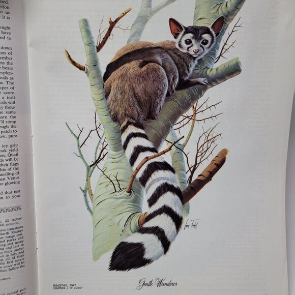 Arizona Highways Artwork Magazine February 1976 Larry Toschik Bobcat Deer Fawn - Picture 5 of 11